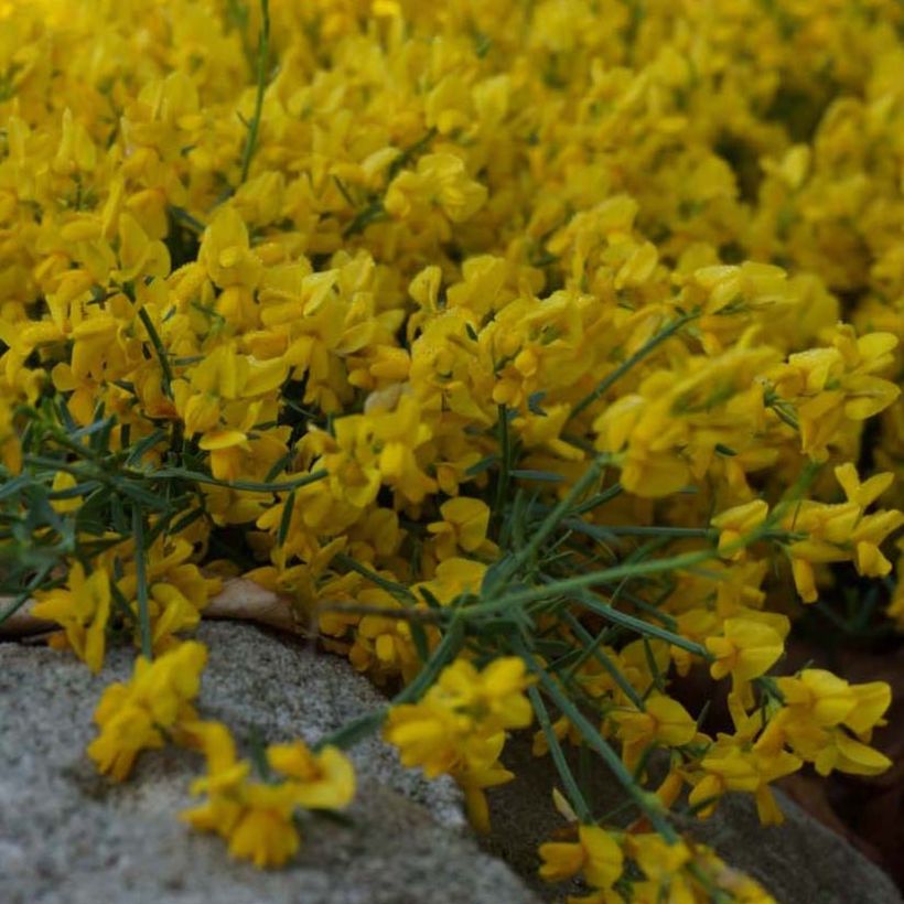 Färber-Ginster Royal Gold - Genista tinctoria (Flowering)