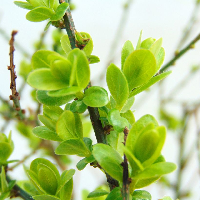 Färber-Ginster Royal Gold - Genista tinctoria (Foliage)