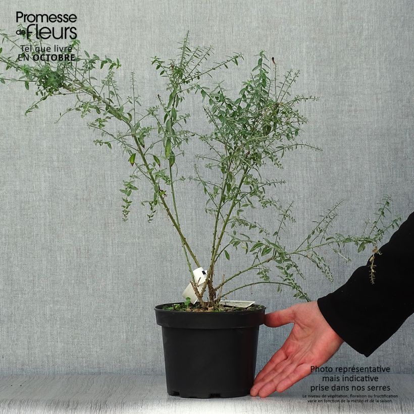 Example of Färber-Ginster Royal Gold - Genista tinctoria Topf mit 2L/3L as you get in automne