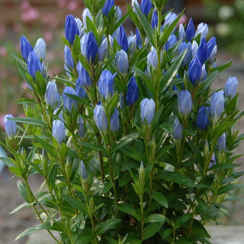 Gentiana makinoi Blue Star - Enzian (Flowering)