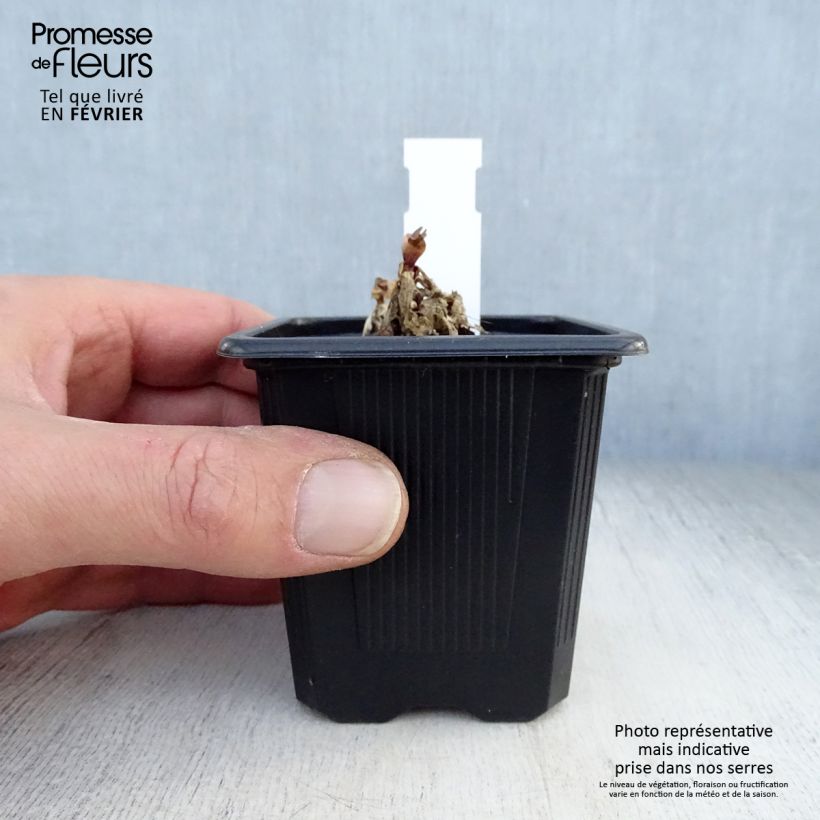 Exemplar von Gentiana makinoi Blue Star - Enzian Kleine Töpfe von 8/9 cm wie im Winter geliefert