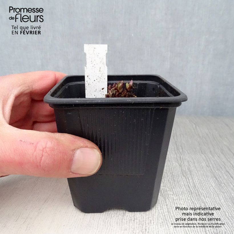 Exemplar von Gentiana True Blue - Enzian Kleine Töpfe von 8/9 cm wie im Winter geliefert