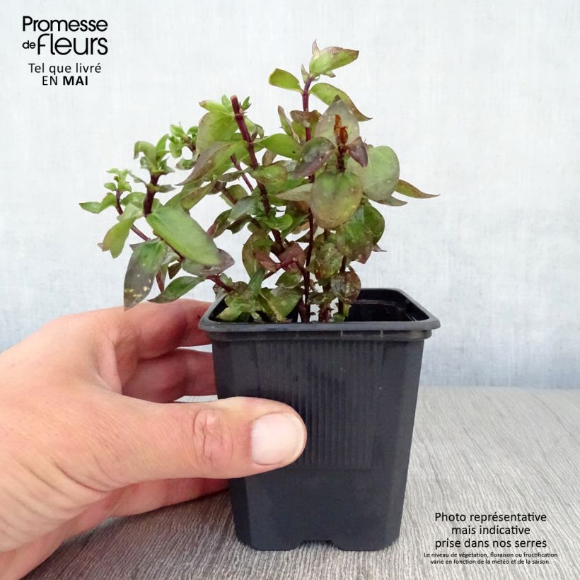 Exemplar von Gentiana True Blue - Enzian Kleine Töpfe von 8/9 cm wie im Frühjahr geliefert