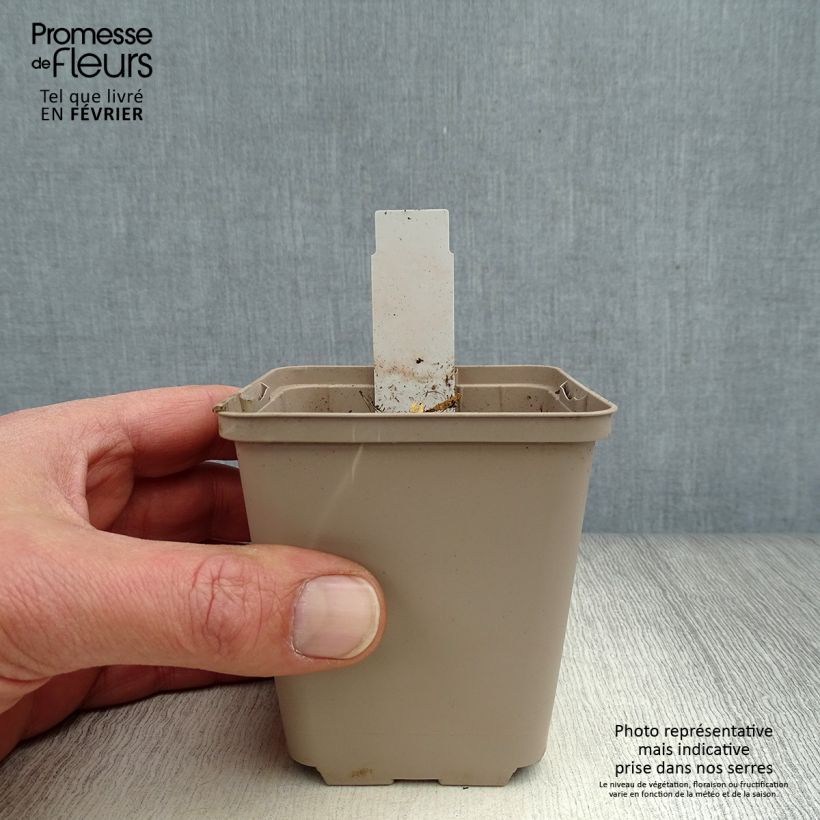 Exemplar von Gentiana cruciata - Kreuz-Enzian Kleine Töpfe von 8/9 cm wie im Winter geliefert