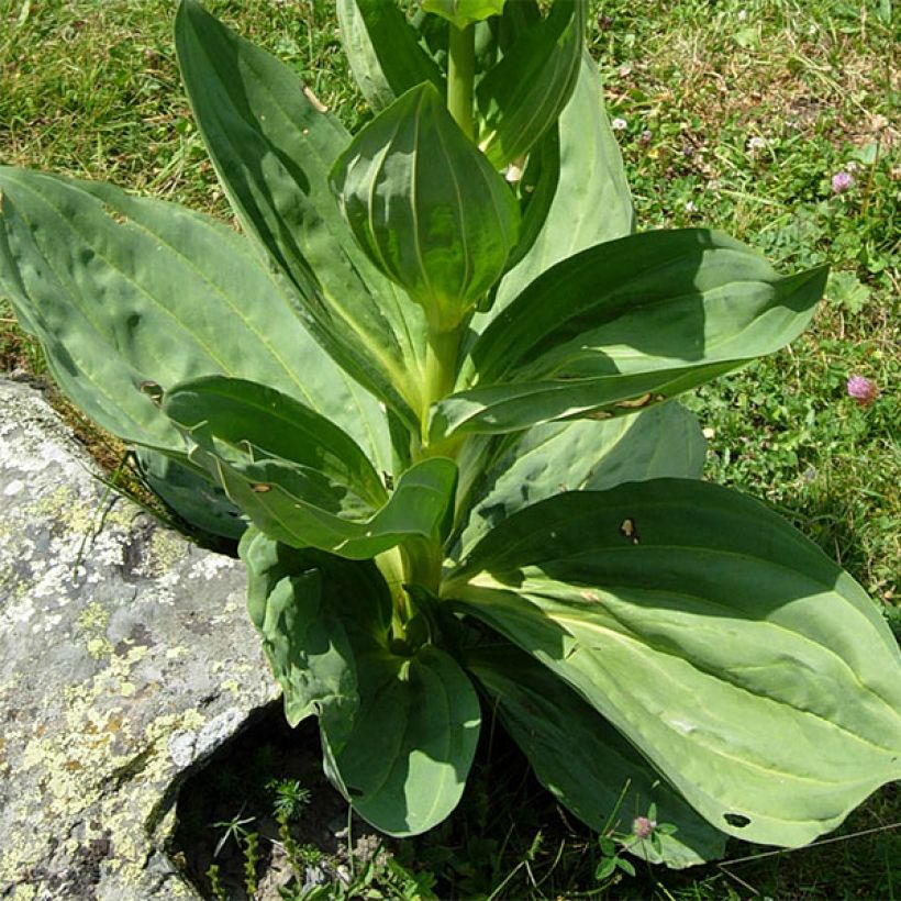 Gentiana lutea - Gelber Enzian (Foliage)
