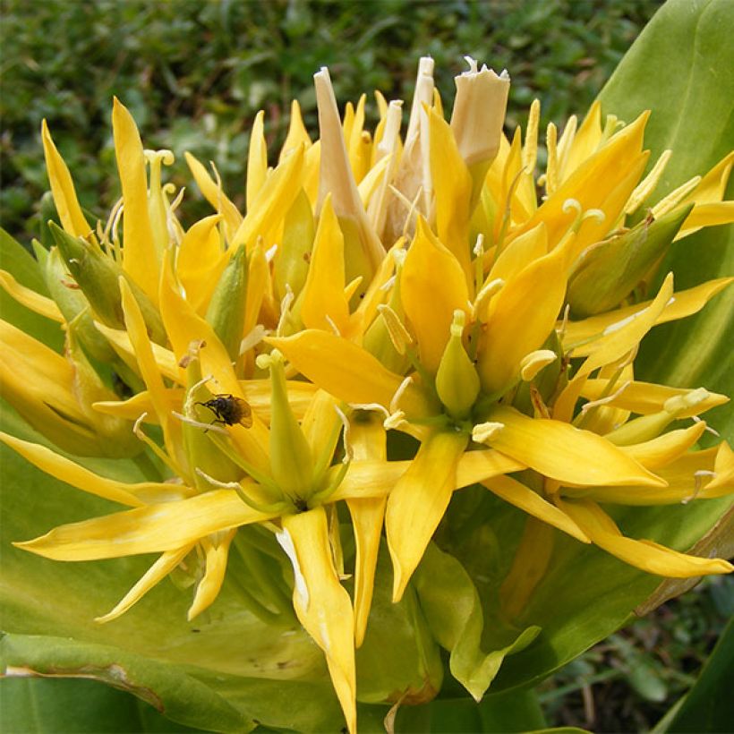 Gentiana lutea - Gelber Enzian (Flowering)