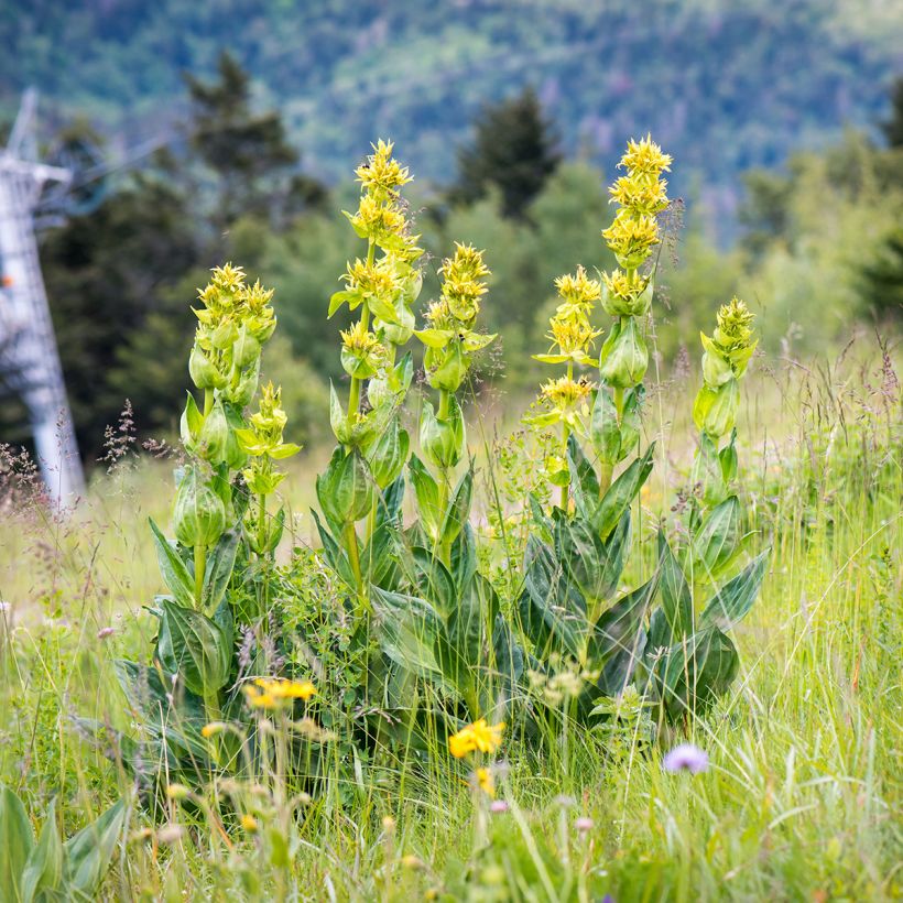 Gentiana lutea - Gelber Enzian (Plant habit)