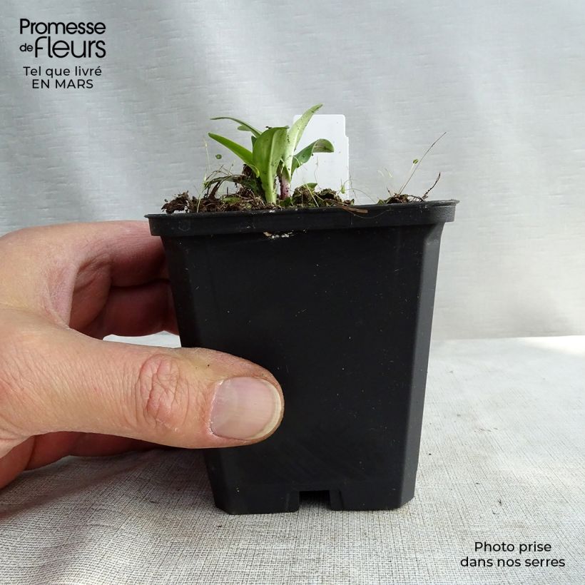 Exemplar von Gentiana lutea - Gelber Enzian Kleine Töpfe von 8/9 cm wie im Frühjahr geliefert