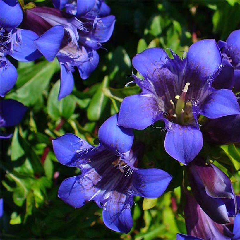 Gentiana septemfida var. lagodechiana - Kaukasus-Enzian (Flowering)
