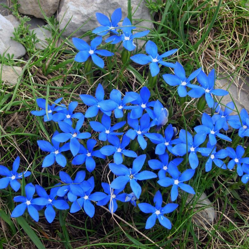 Gentiana verna - Frühlings-Enzian (Flowering)