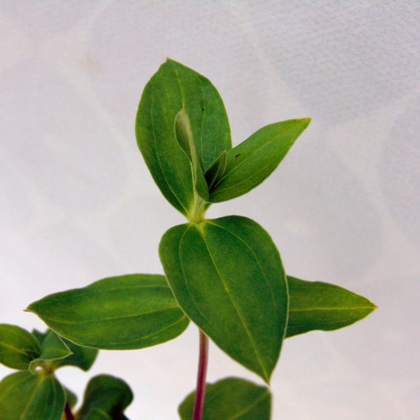 Gentiana hybrida Little Pinkie - Enzian (Foliage)