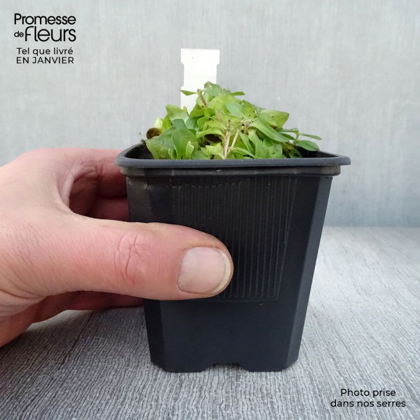 Exemplar von Gentiana hybrida Little Pinkie - Enzian Kleine Töpfe von 8/9 cm wie im Winter geliefert