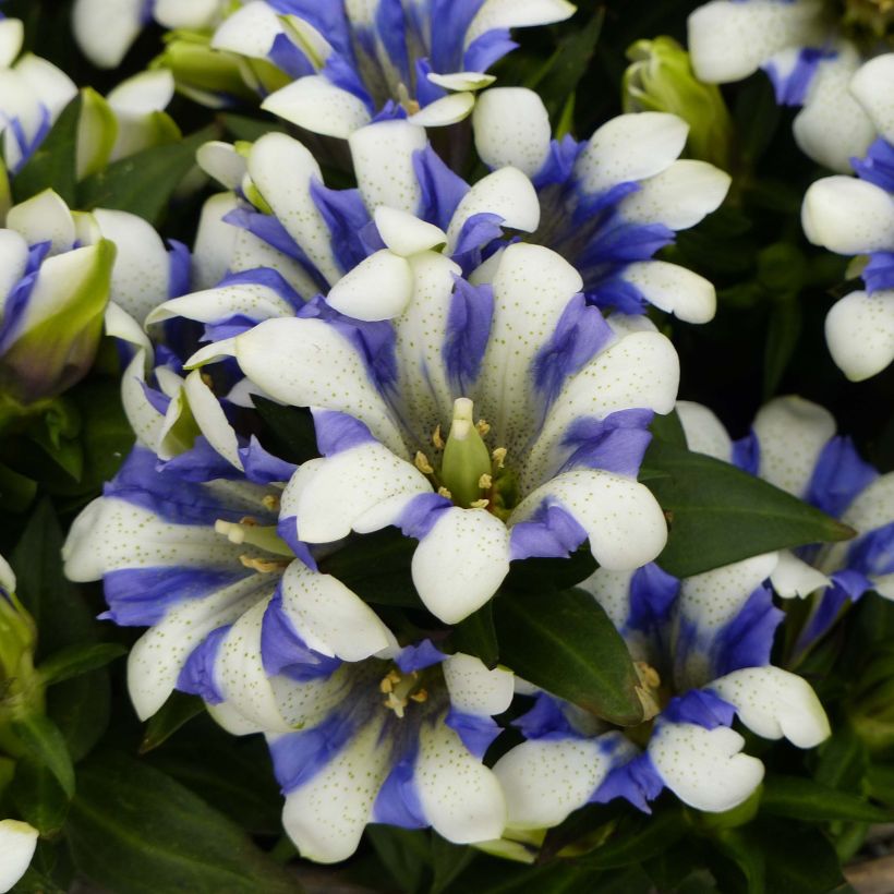Gentiana scabra Royal Stripes - Enzian (Flowering)