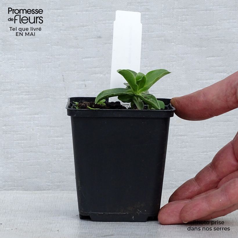 Exemplar von Gentiana acaulis - Kochscher Enzian Kleine Töpfe von 8/9 cm wie im Frühjahr geliefert