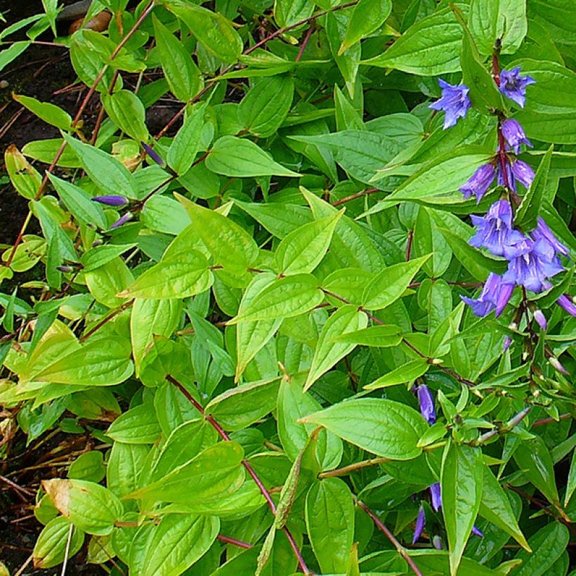 Gentiana asclepiadea - Schwalbenwurz-Enzian (Foliage)