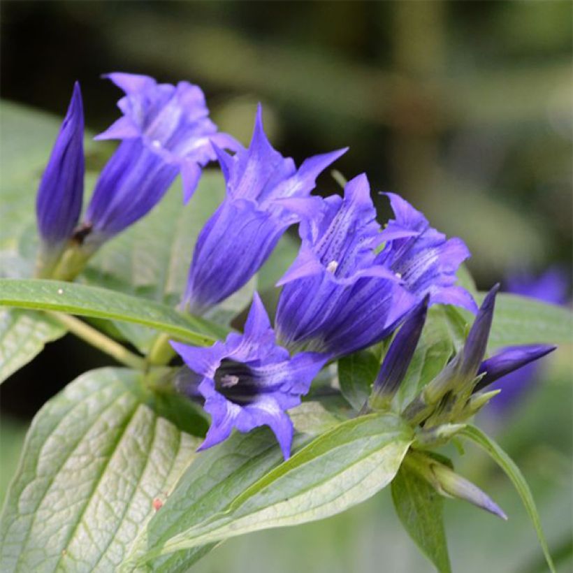 Gentiana asclepiadea - Schwalbenwurz-Enzian (Flowering)