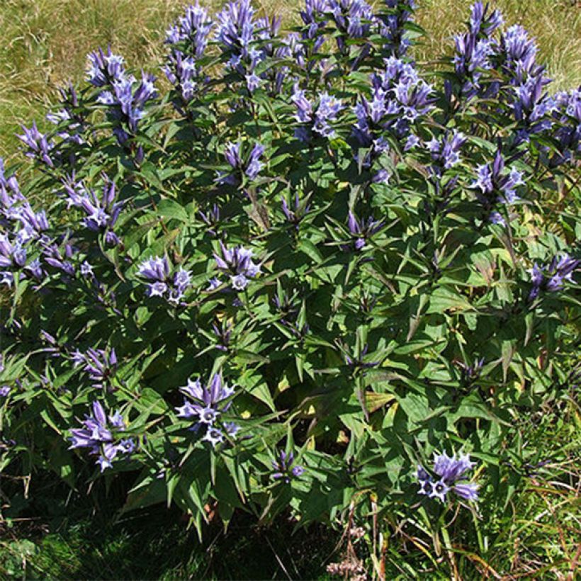 Gentiana asclepiadea - Schwalbenwurz-Enzian (Plant habit)