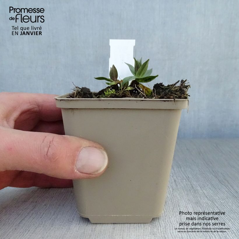 Exemplar von Gentiana asclepiadea - Schwalbenwurz-Enzian Kleine Töpfe von 8/9 cm wie im Winter geliefert