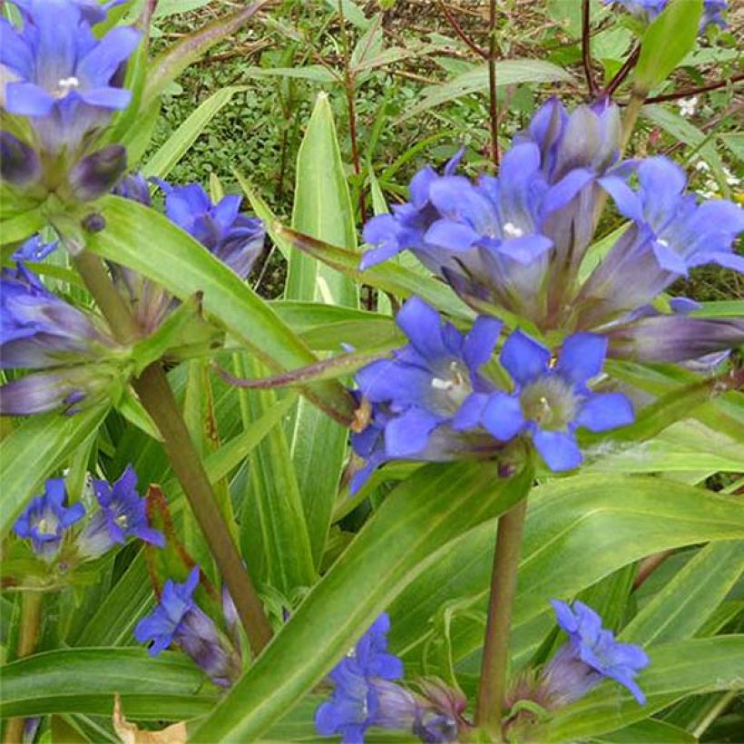 Gentiana dahurica - Dahurischer Enzian (Flowering)