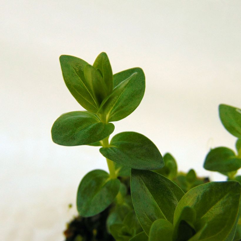 Gentiana septemfida var. lagodechiana - Kaukasus-Enzian (Foliage)