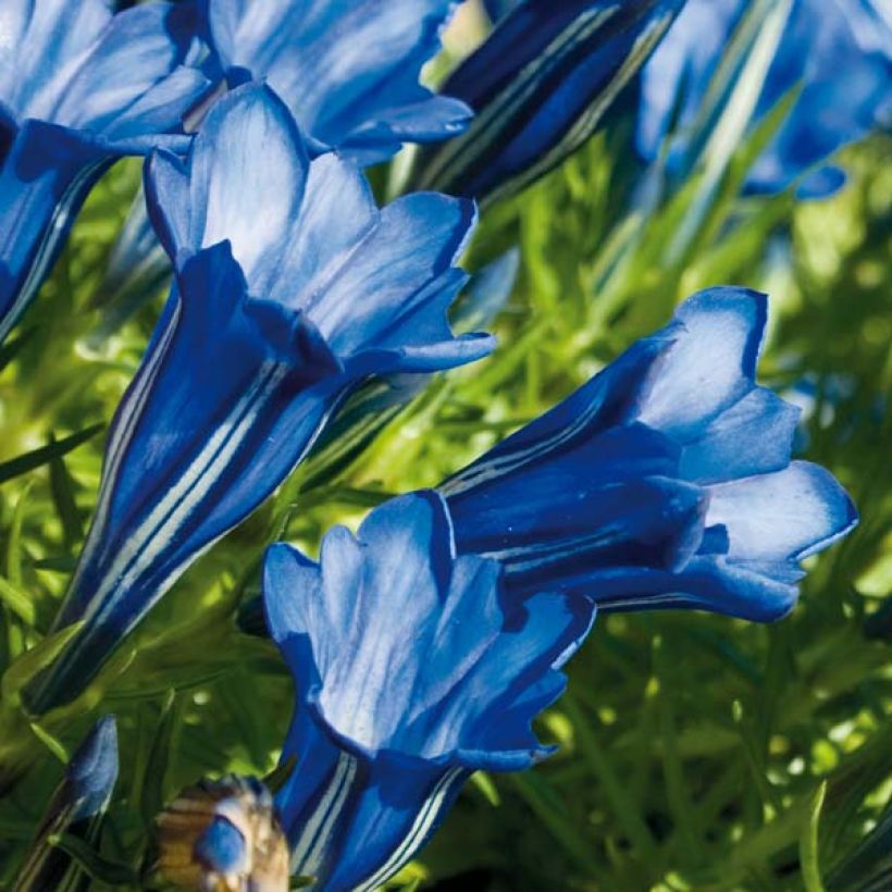 Gentiana sino-ornata - Stängelloser Enzian (Flowering)