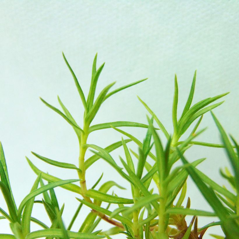 Gentiana sino-ornata - Stängelloser Enzian (Foliage)
