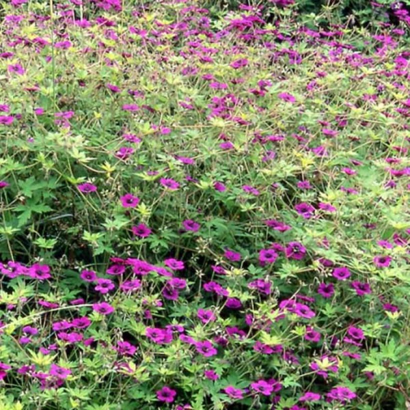 Storchschnabel Ann Folkard - Geranium (Plant habit)