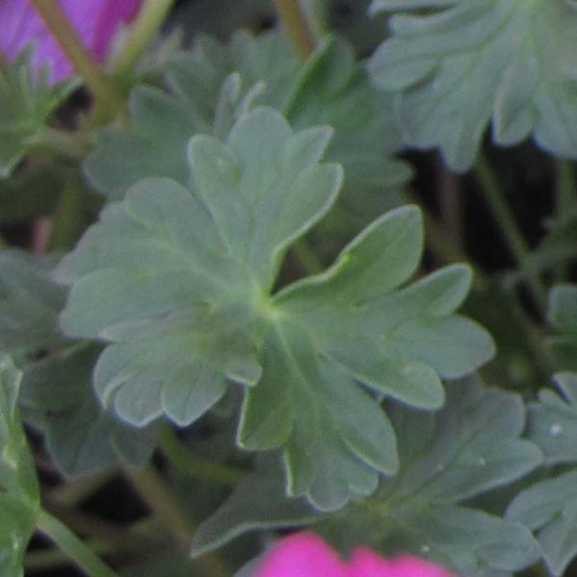 Geranium cinereum Carol - Aschgrauer Storchschnabel (Foliage)