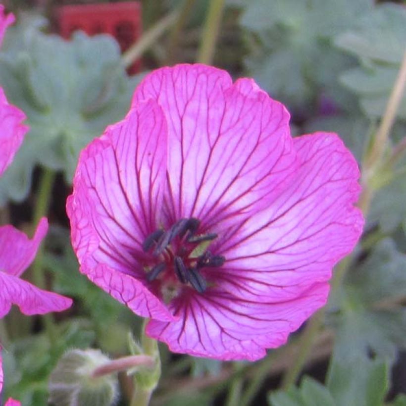 Geranium cinereum Carol - Aschgrauer Storchschnabel (Flowering)