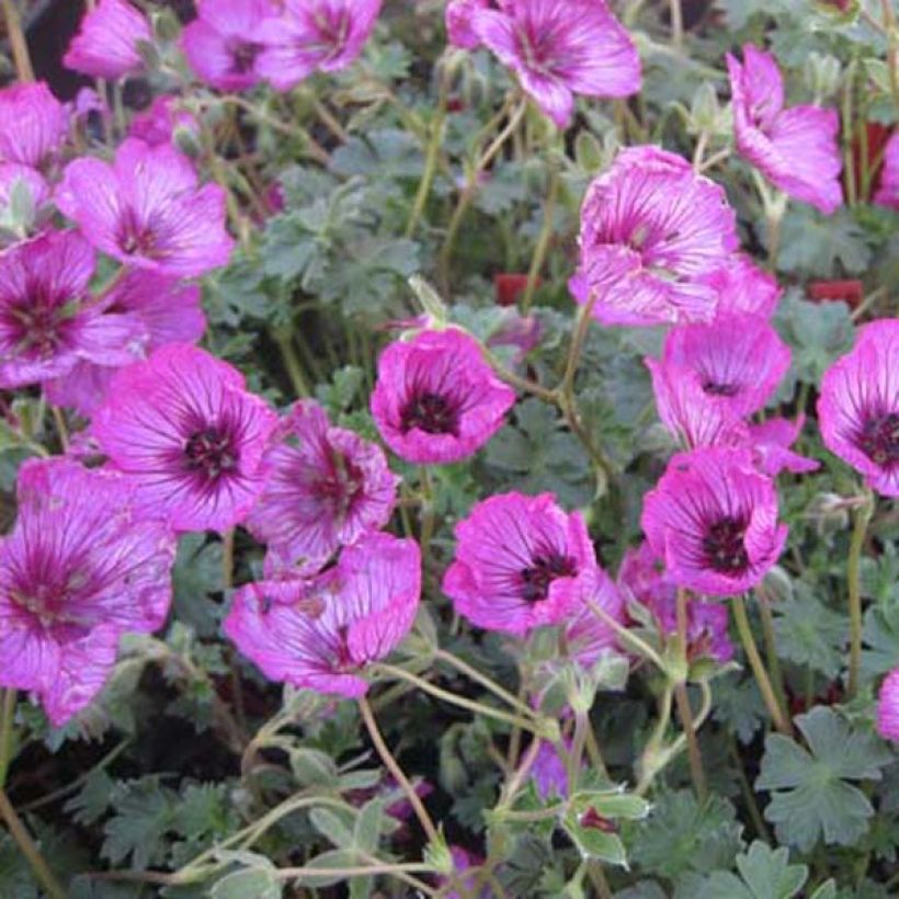 Geranium cinereum Carol - Aschgrauer Storchschnabel (Plant habit)