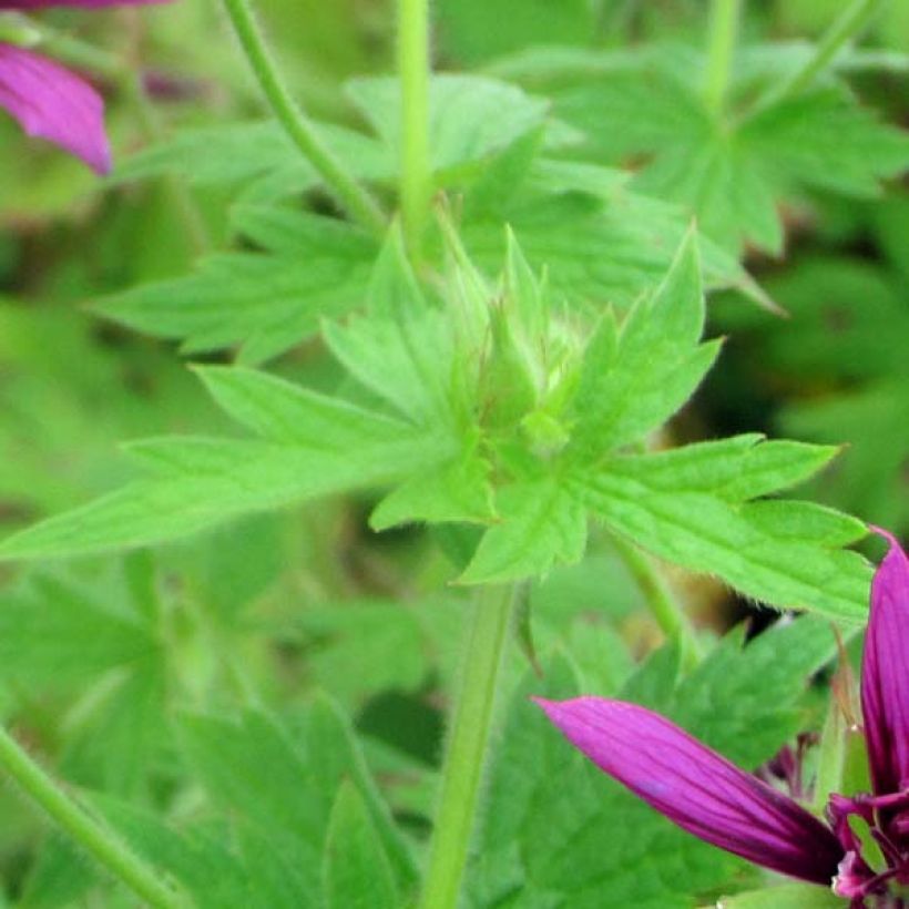 Geranium psilostemon Catherine Deneuve - Armenischer Storchschnabel (Foliage)