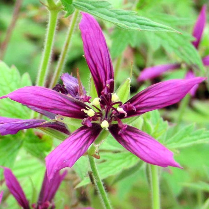 Geranium psilostemon Catherine Deneuve - Armenischer Storchschnabel (Flowering)