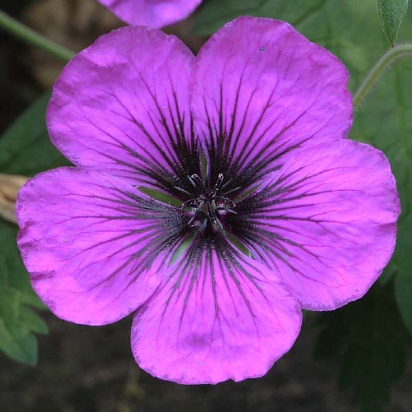 Storchschnabel Dragon Heart - Geranium (Flowering)