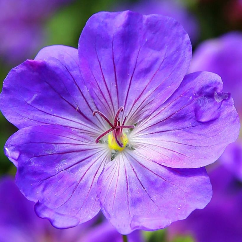 Storchschnabel Eureka Blue - Geranium (Flowering)