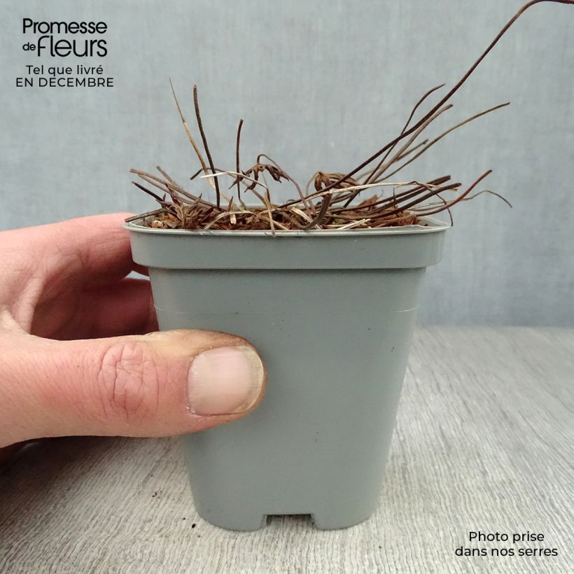 Exemplar von Storchschnabel Eureka Blue - Geranium Kleine Töpfe von 8/9 cm wie im Winter geliefert