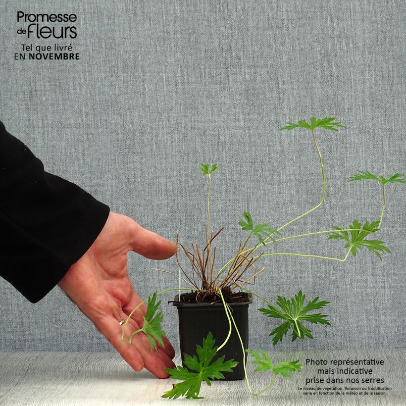 Example of Storchschnabel Eureka Blue - Geranium Kleine Töpfe von 8/9 cm as you get in automne
