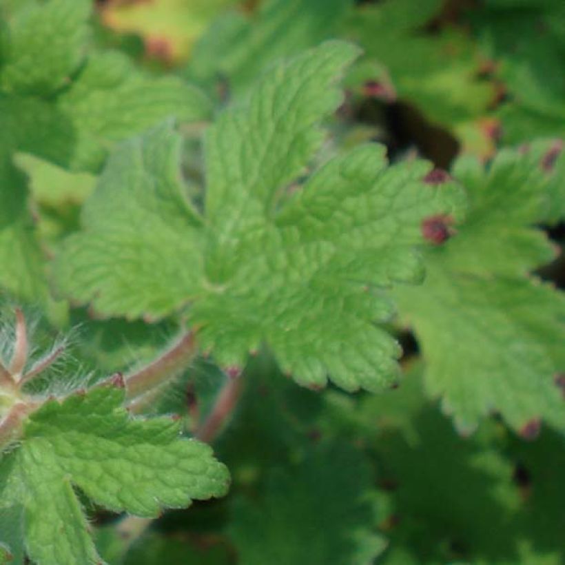 Geranium ibericum - Iberisches Storchschnabel (Foliage)