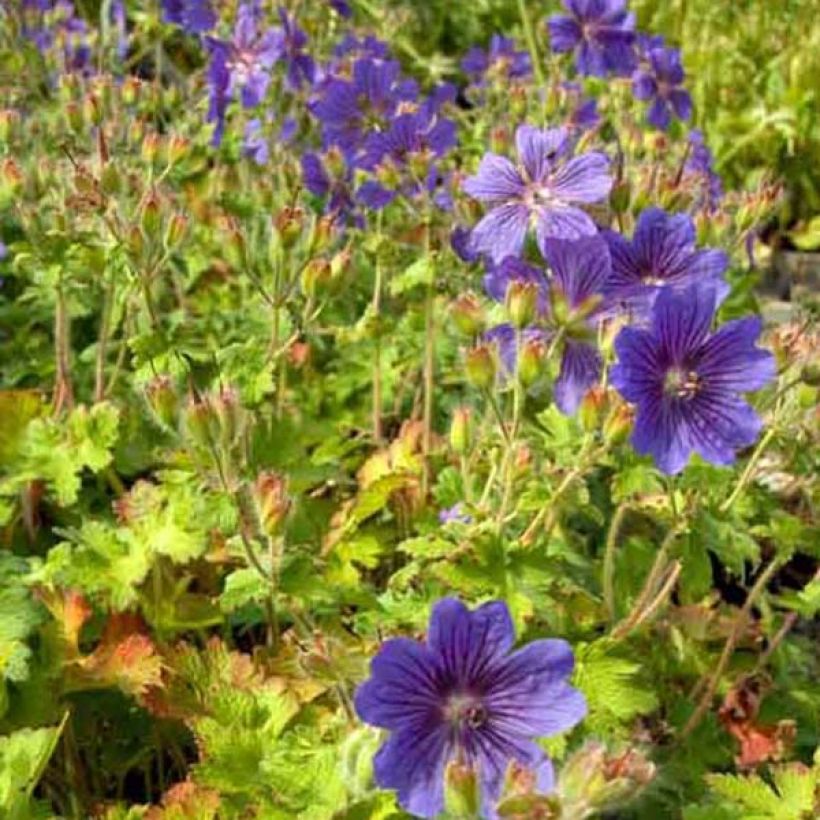 Geranium ibericum - Iberisches Storchschnabel (Plant habit)