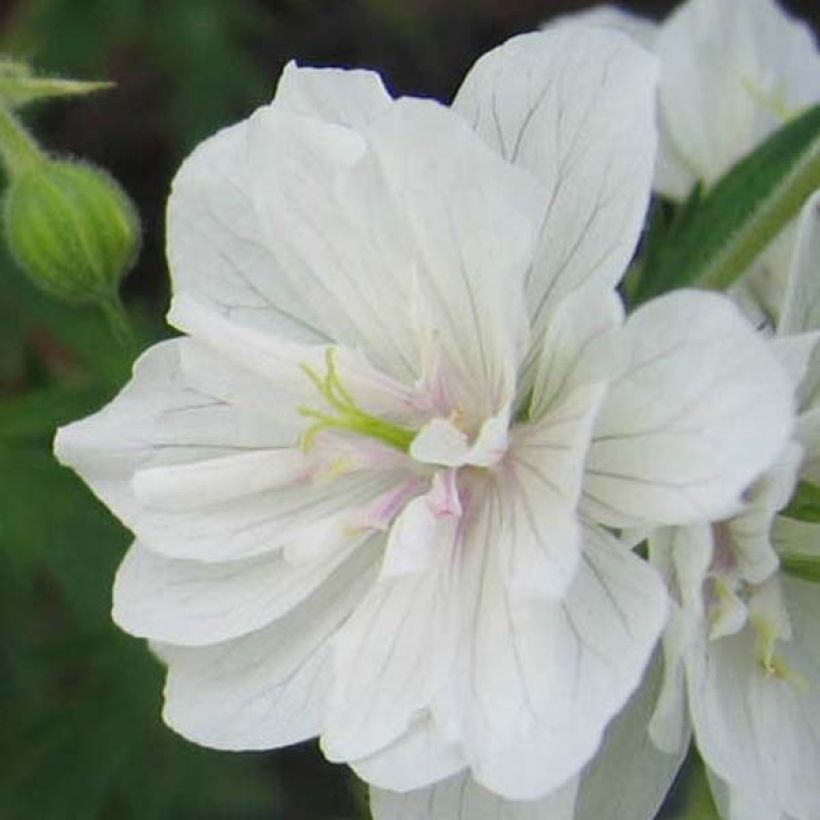 Geranium pratense Plenum Album - Wiesen-Storchschnabel (Flowering)