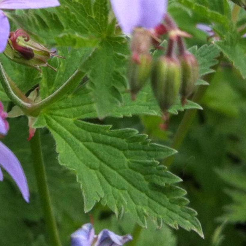 Geranium sylvaticum Prelude - Wald-Storchschnabel (Foliage)