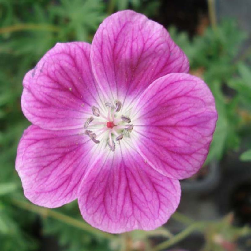 Geranium sanguineum Elke - Blutstorchschnabel (Flowering)
