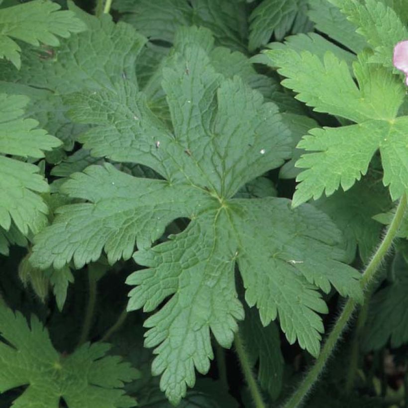Storchschnabel Sirak - Geranium (Foliage)