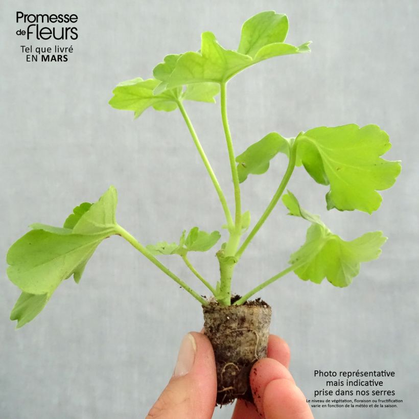 Example of Zonal-Pelargonie TwoinOne Hot Pink Splash - Pelargonium Mini-Plug Ø 3/4 cm as you get in printemps