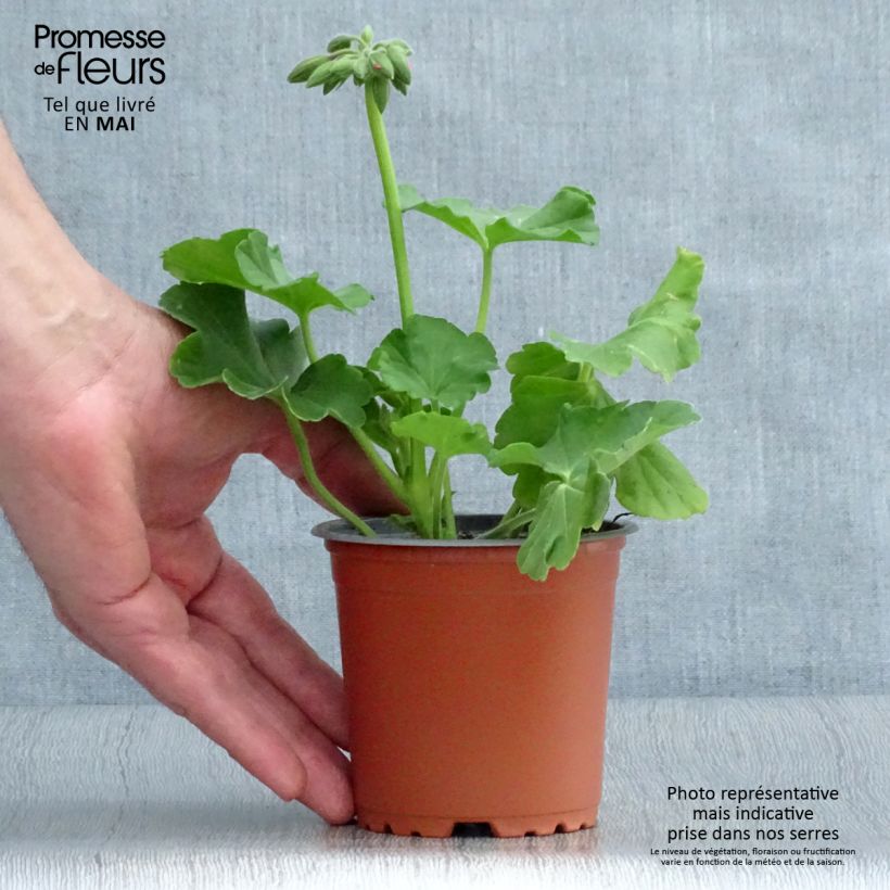 Example of Zonal-Pelargonie TwoinOne Hot Pink Splash - Pelargonium Kleine Töpfe von 8/9 cm as you get in printemps