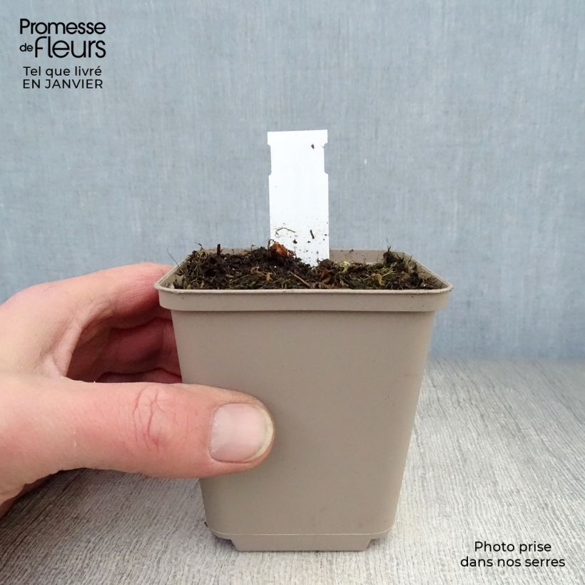 Exemplar von Geranium himalayense Irish Blue Kleine Töpfe von 8/9 cm wie im Winter geliefert