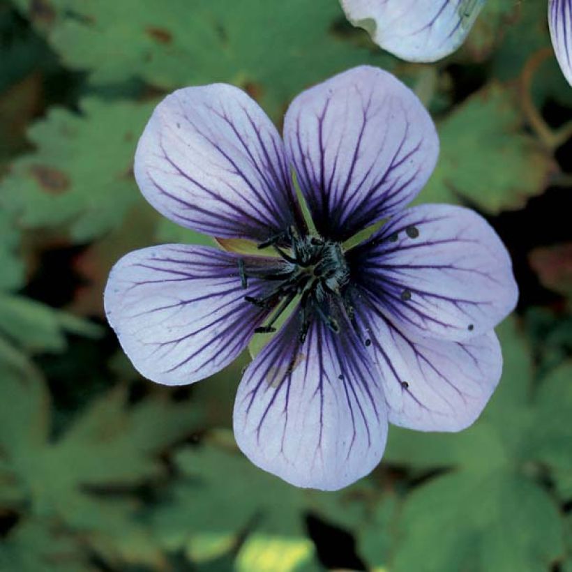 Storchschnabel Salomé - Geranium (Flowering)