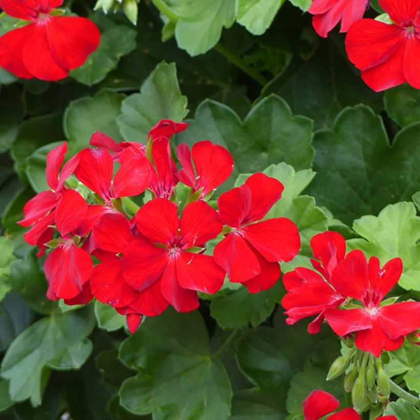 Zonal-Pelargonie TwoinOne Dark Red - Pelargonium (Flowering)