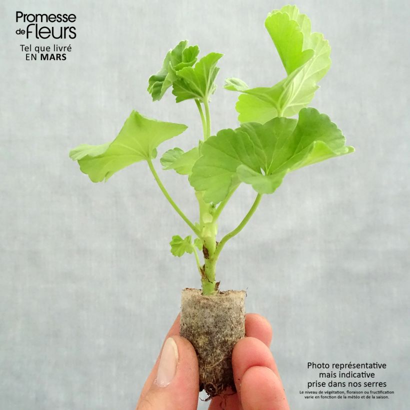 Example of Zonal-Pelargonie TwoinOne White - Pelargonium Mini-Plug Ø 3/4 cm as you get in printemps