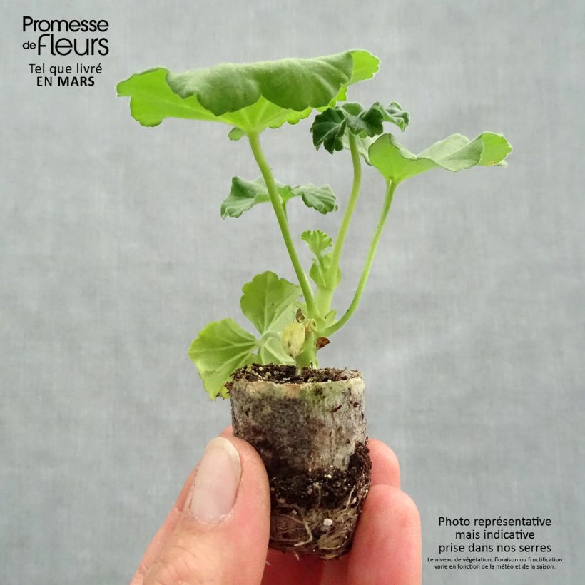 Example of Zonal-Pelargonie TwoinOne Violet - Pelargonium Mini-Plug Ø 3/4 cm as you get in printemps