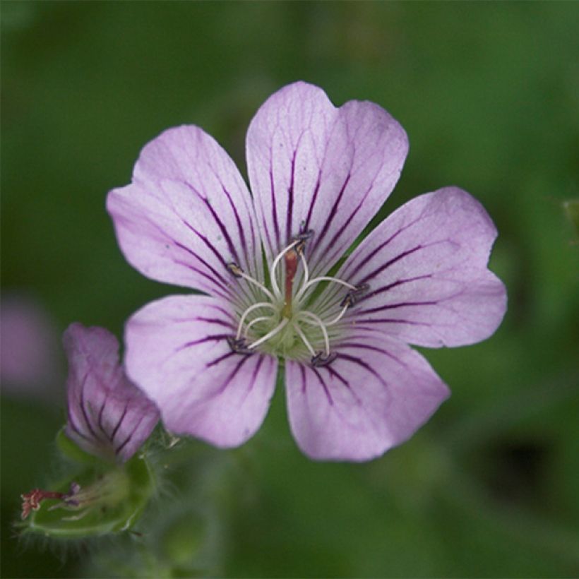 Storchschnabel Karen Wouters - Geranium (Flowering)